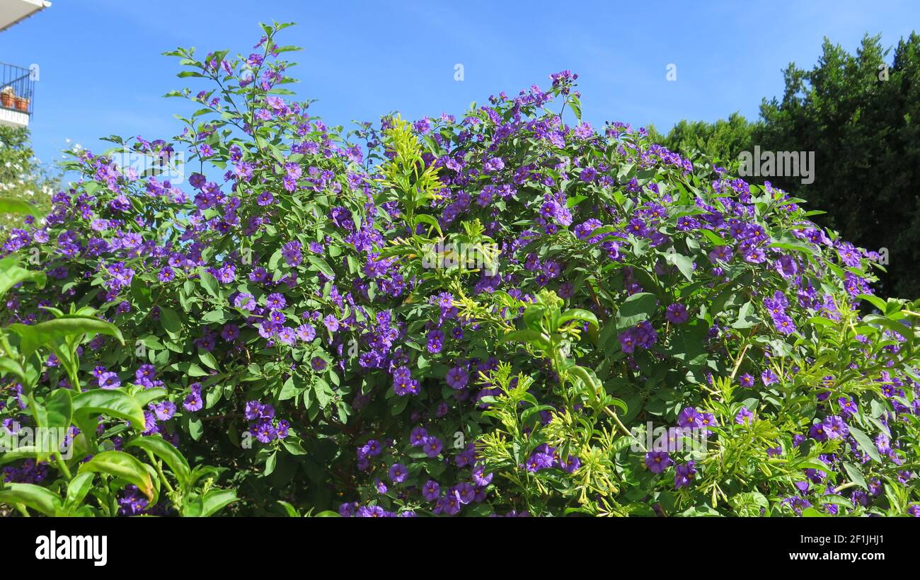 Leuchtend blaue Blüten von Bougainvillea Strauch im November Sonnenschein Stockfoto