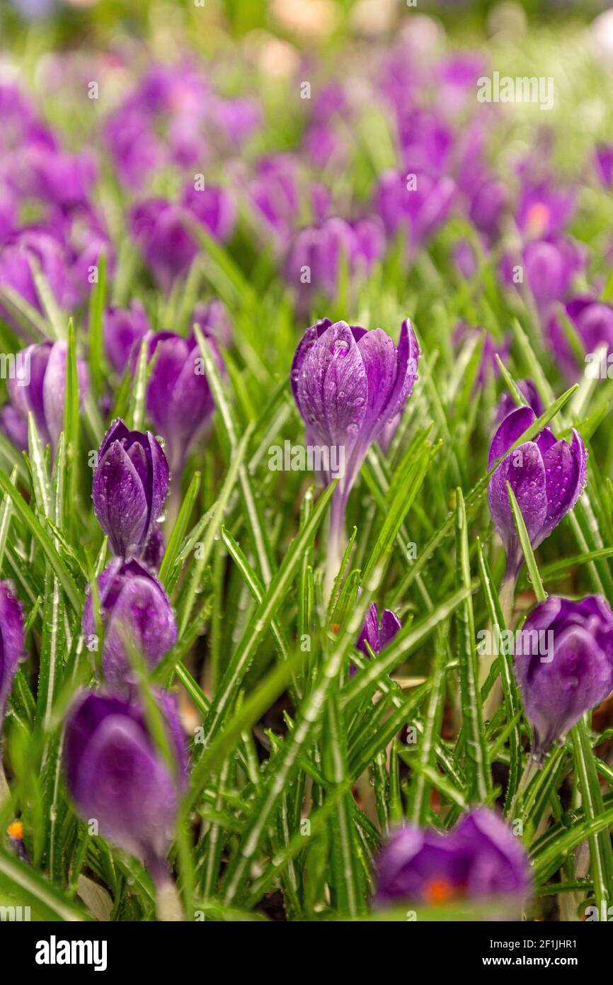 Hübsche Gruppe von lila Krokus im Frühling. Schöner Frühlingshintergrund Stockfoto