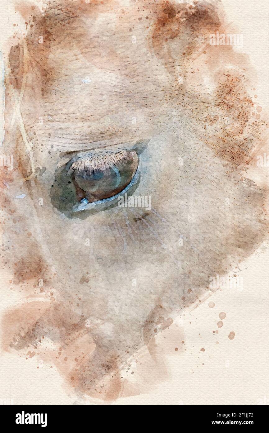 Eine Nahaufnahme von der Seite eines Pferde Gesicht Stockfoto