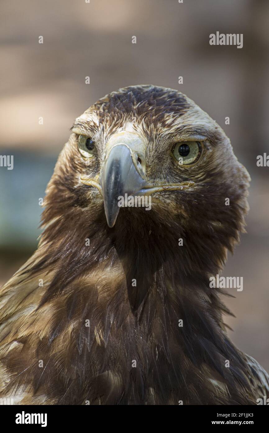 Adler, taglicher Greifvogel mit schönem Gefieder und gelbem Schnabel Stockfoto
