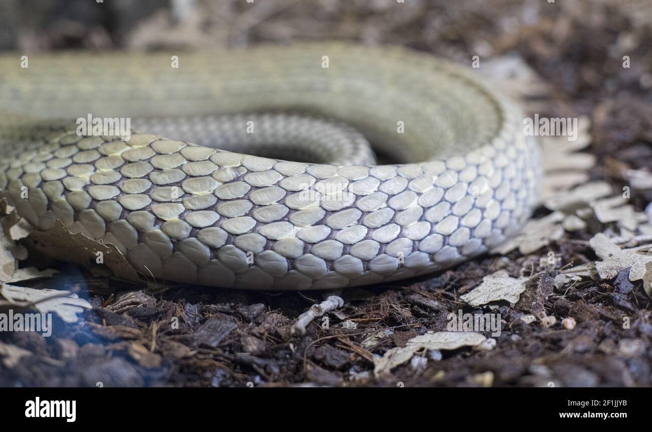 Textur der Haut einer Schlange, detaillierte Schuppen der Haut eines Reptils Stockfoto