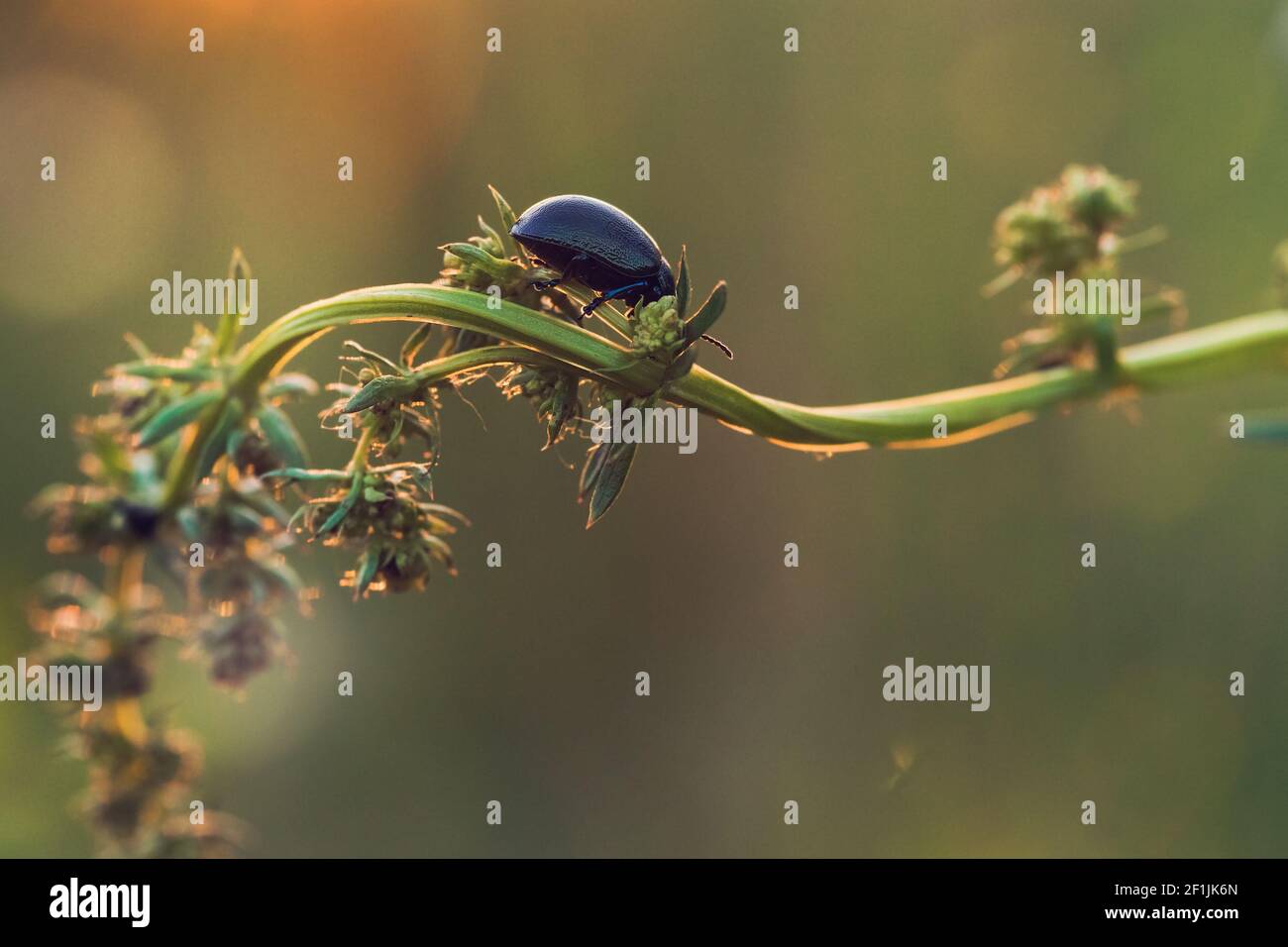 Schwarzer Dor-Käfer, Anoplotrupes stercorosus, auf grünem Stiel im Sommer Stockfoto