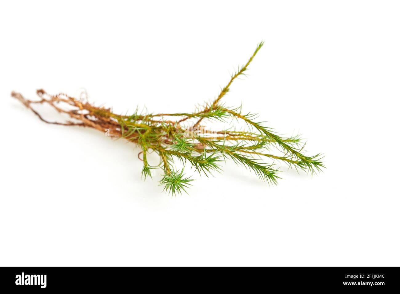 Haircap-Moos (Gametophyt mit Sporophyt) isoliert auf weißem Hintergrund. Studioaufnahme Stockfoto