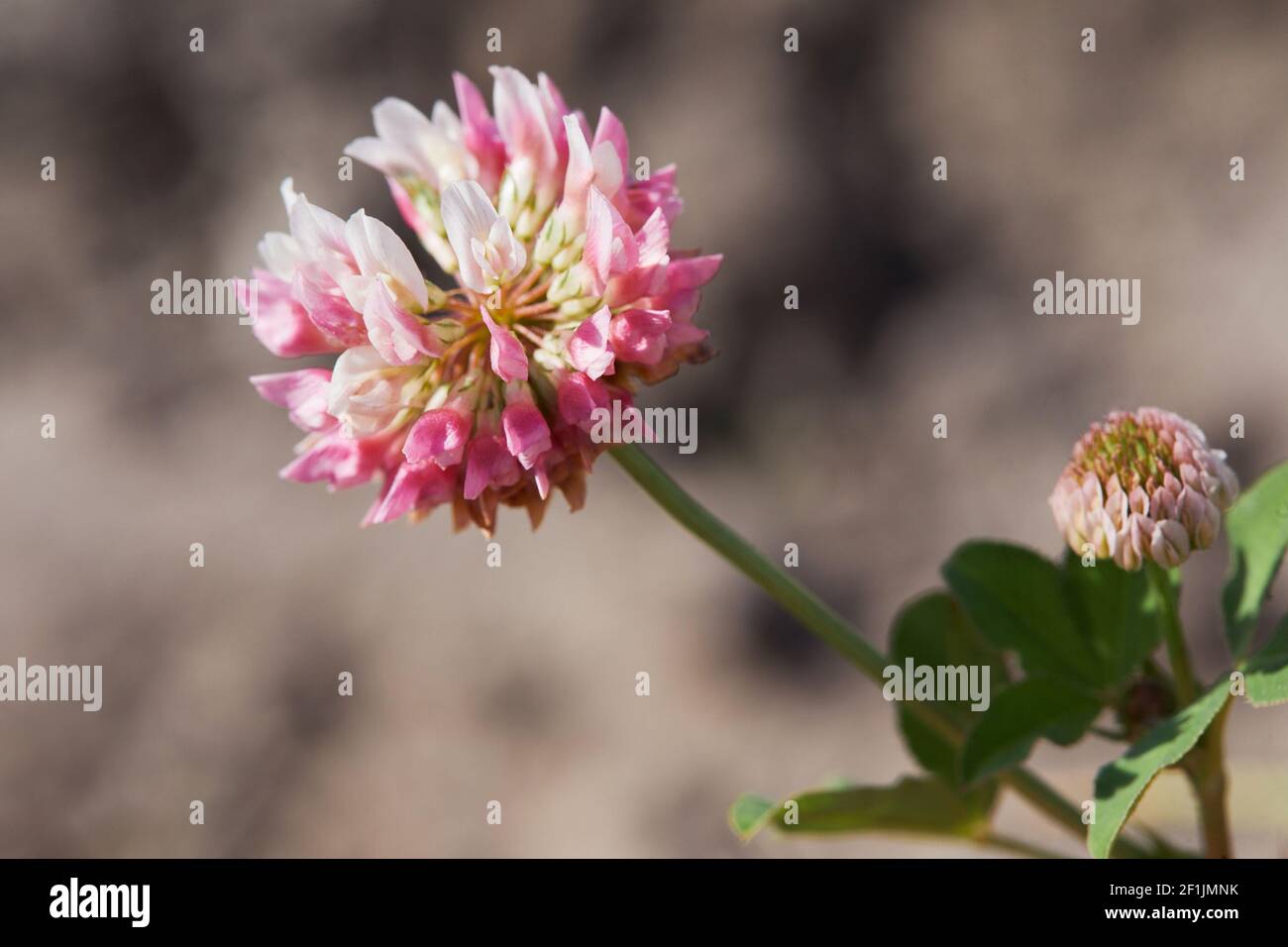 Nahaufnahme eines blassrosa Blütenkopfes mit blütendem Alsikenklee. Trifolium-Hybridum. Details des gestielten, blassrosa oder weißlichen Blütenkopfes. Selektiv Stockfoto