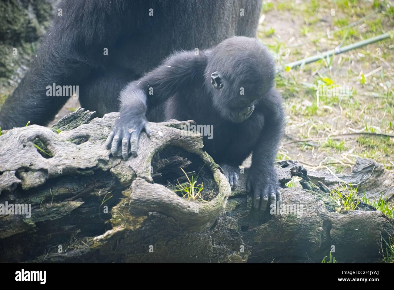 Riesige und leistungsstarke Gorilla, natürliche Umgebung, Gorilla Mutter und die Baby-Porträts Stockfoto