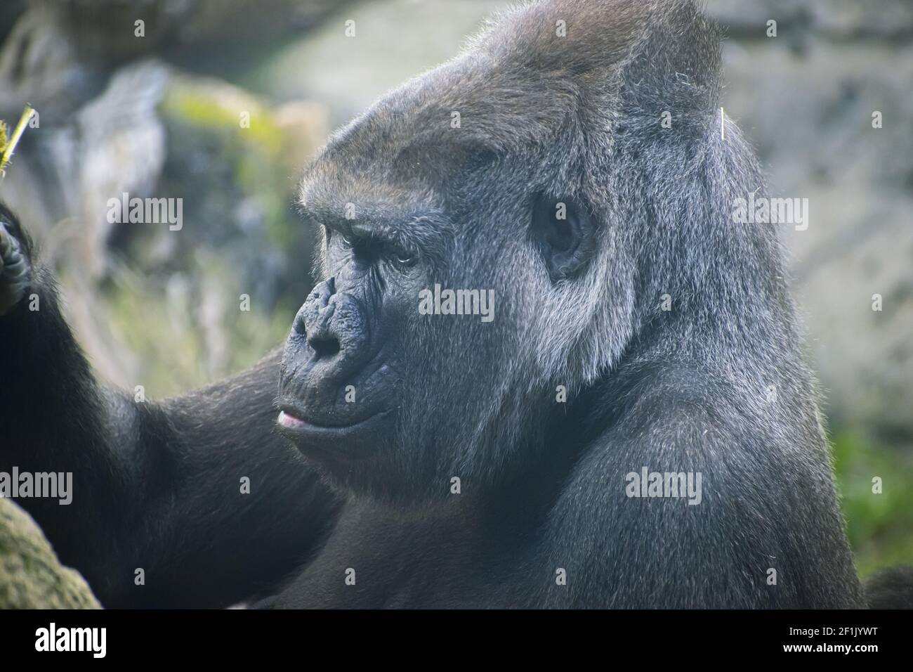 Mutter, riesiger und kraftvoller Gorilla, natürliche Umgebung, riesiger Gorilla, der leise Pflanzen frisst Stockfoto