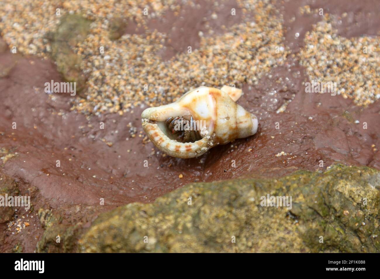 Seehermit-Krabbe in Spanien Stockfoto