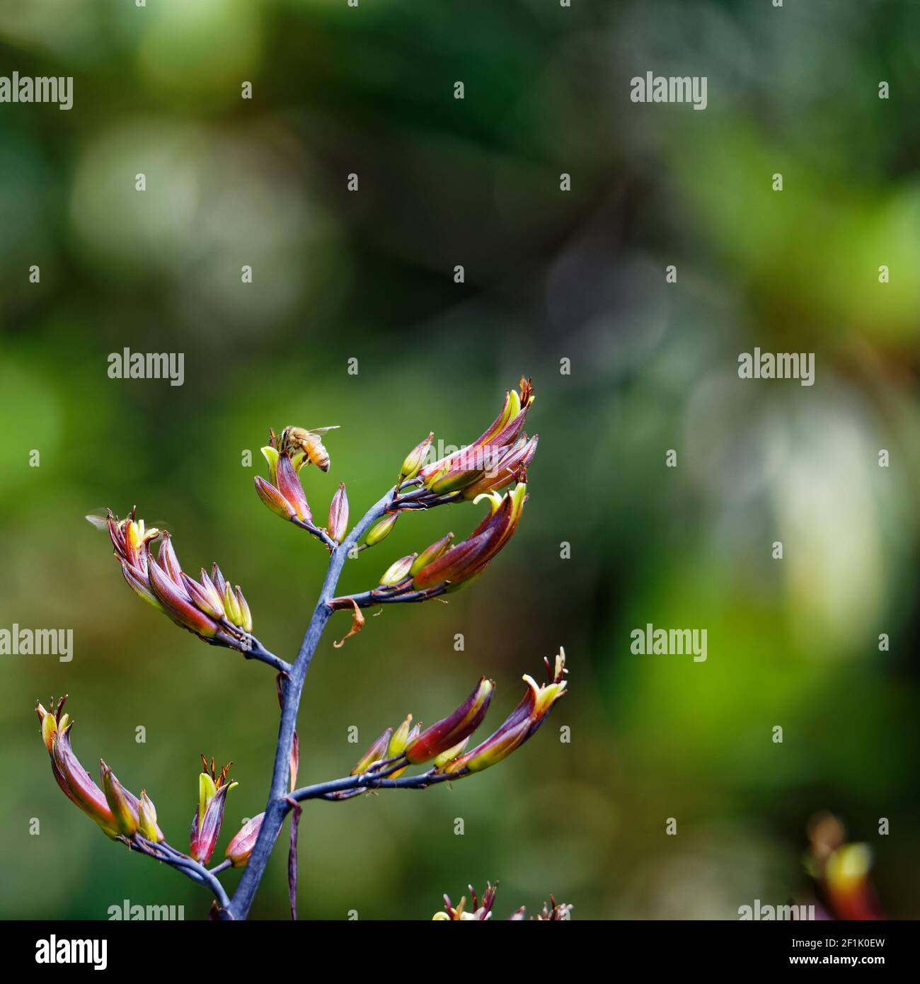 Eine Biene sitzt auf einer Blume des Neuen Zealand Flachs Stockfoto