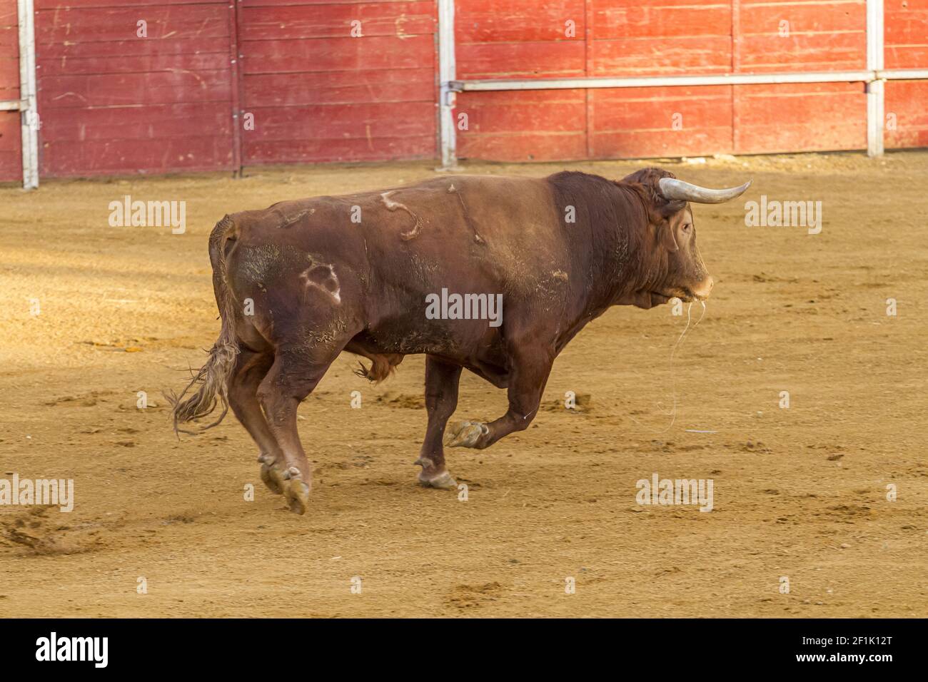 Stierkampf Unterhaltung Stierkampf, spanische tapfere Stier in einer Stierkampfarena. Das Tier ist braun und hat sehr scharfe Hörner Stockfoto