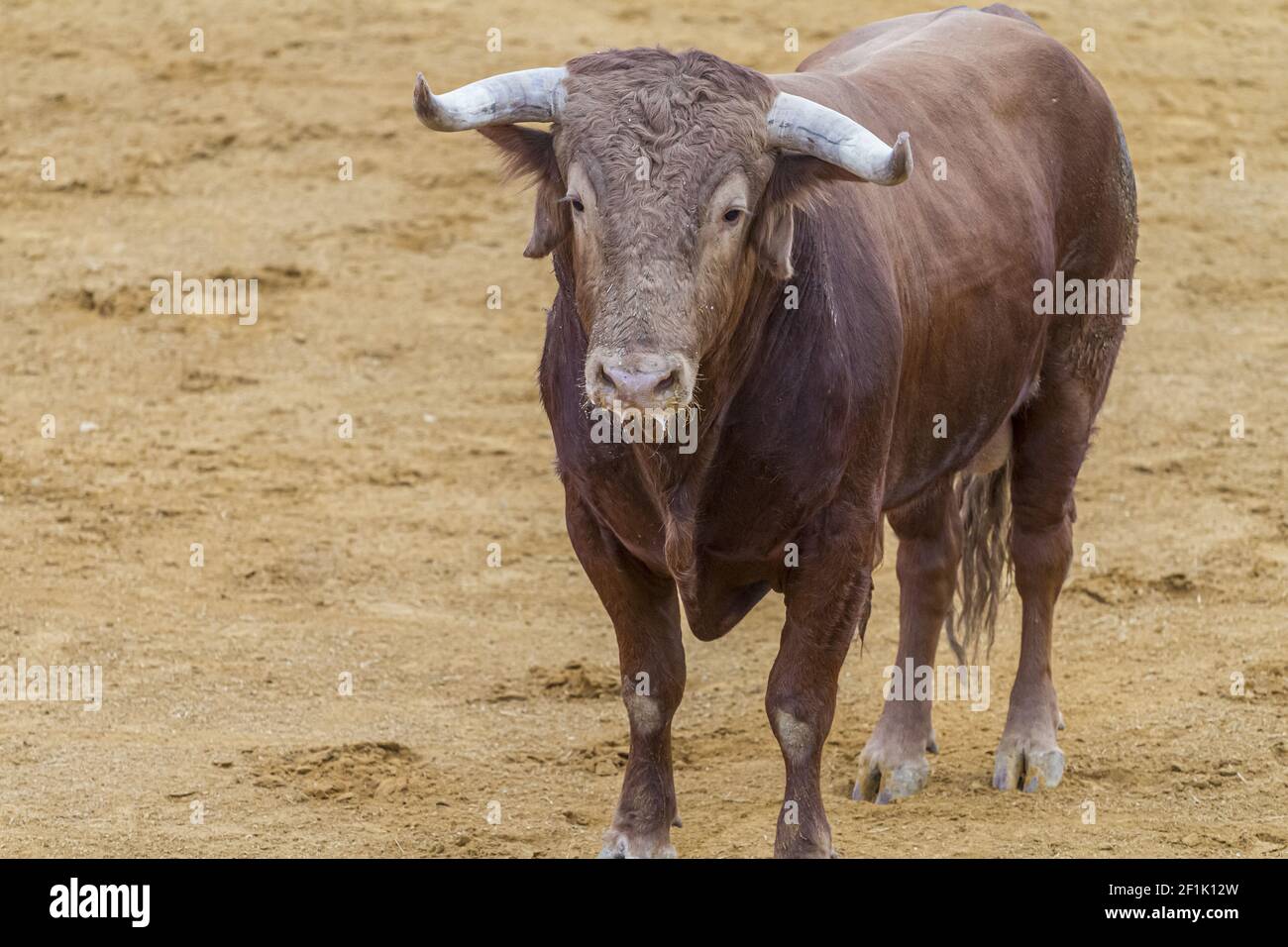 Kampf, Stierkampf, spanischer tapferer Stier in einer Stierkampfarena. Das Tier ist braun und hat sehr scharfe Hörner Stockfoto