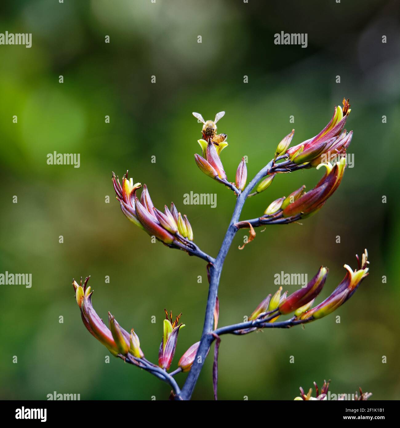 Honigbiene auf einer neuseeländischen Flachsblüte Stockfoto