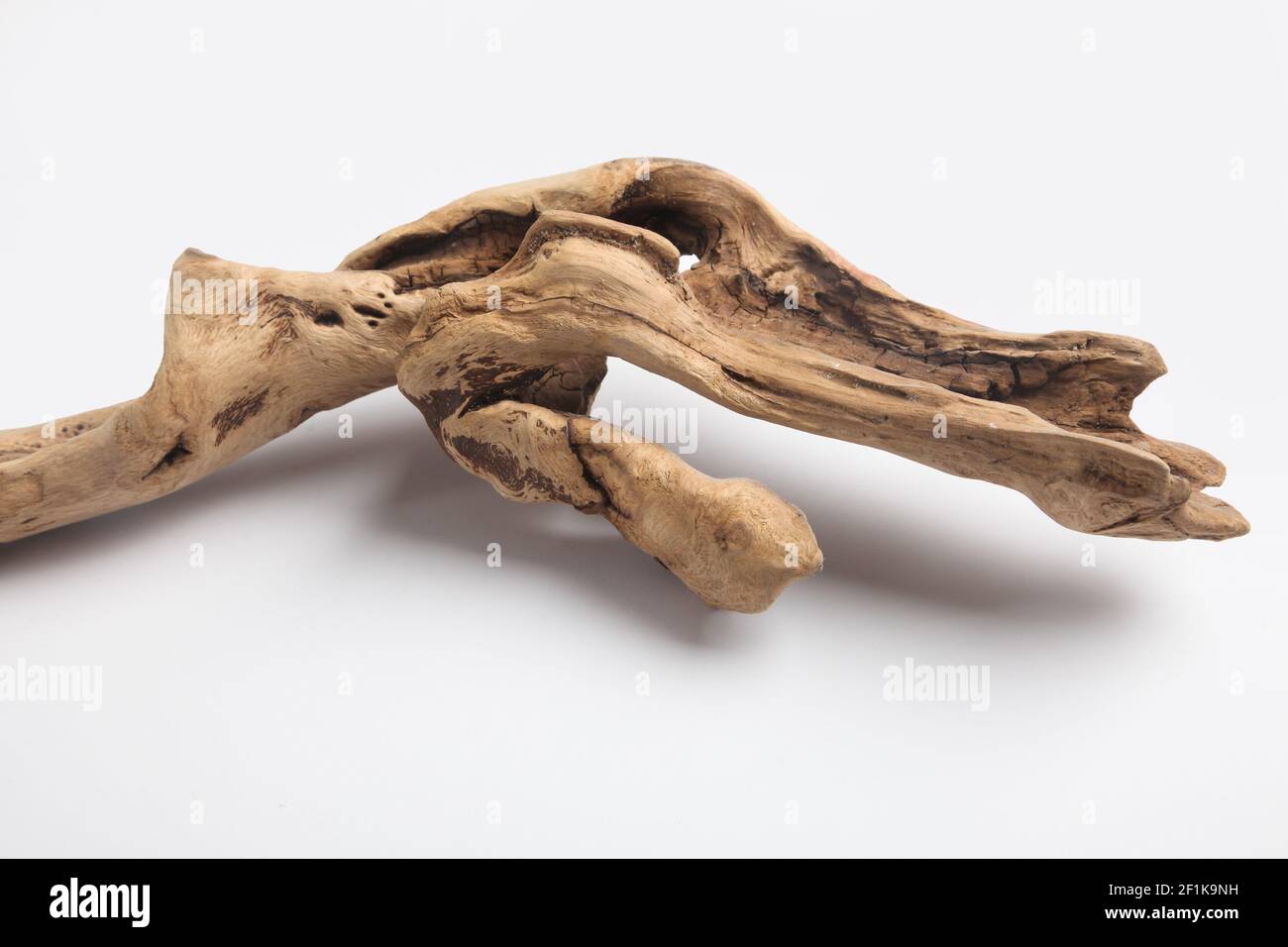 Driftwood vor einem weißen Hintergrund Stockfoto