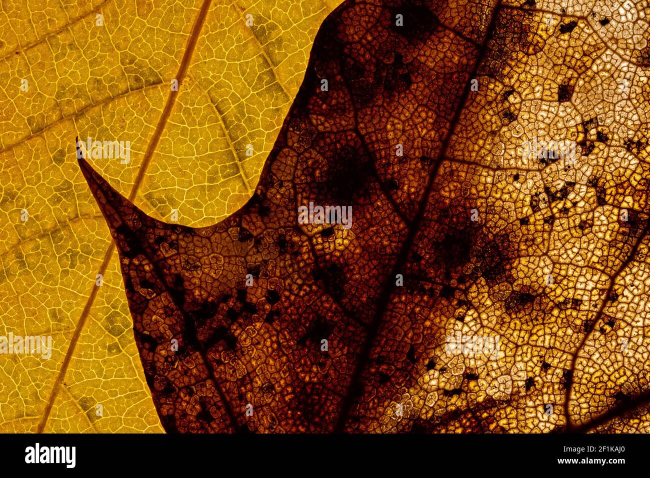 Extreme Nahaufnahme von zwei Herbstblättern, die das Blatt zeigen Adern Stockfoto