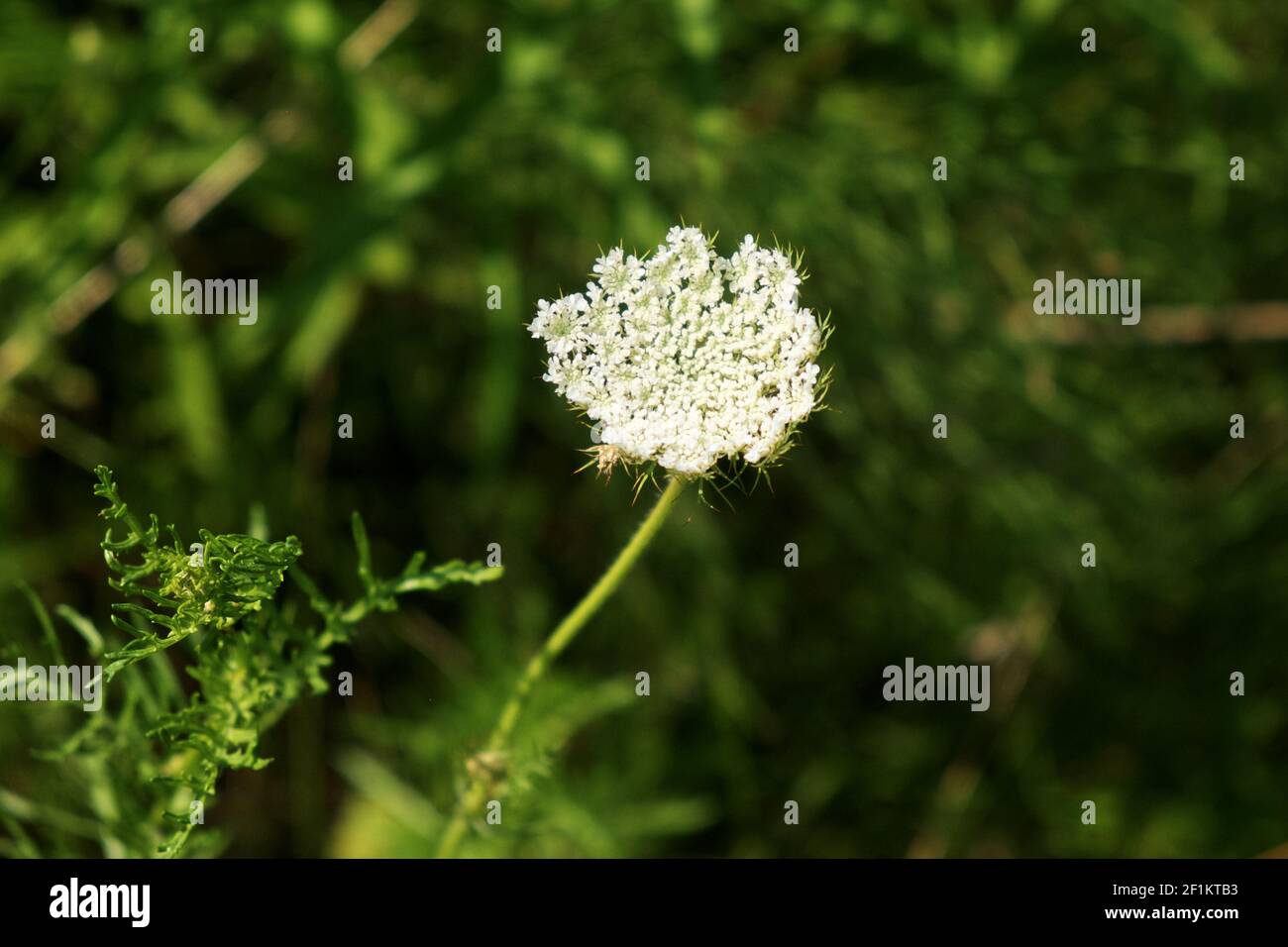 Hemlock. Krautige stark riechende giftige Pflanze. Blütenstand von weißen Blüten auf einem verschwommenen Hintergrund. Stockfoto