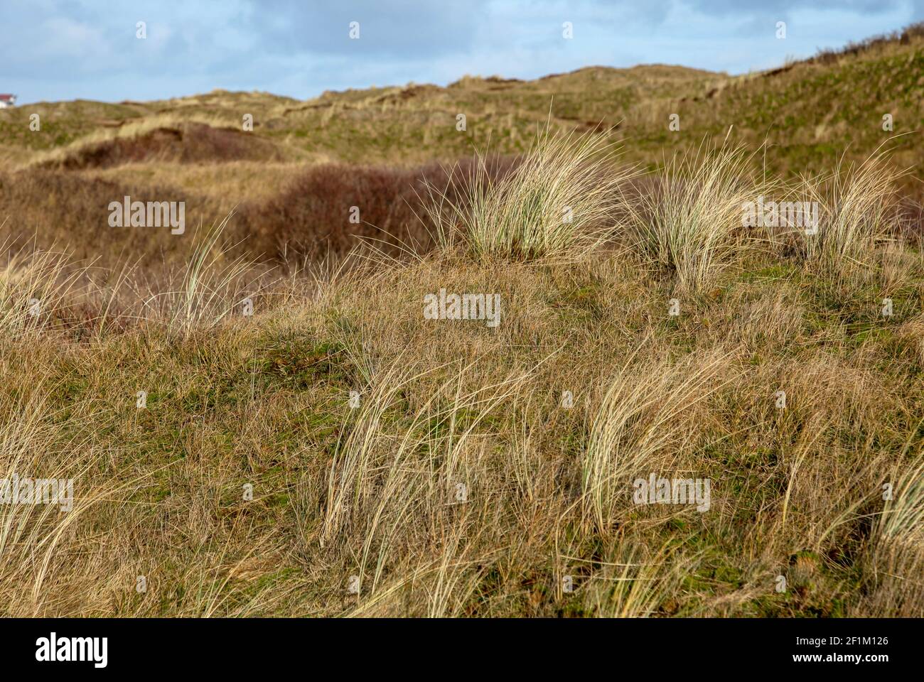 Dünen auf der Insel Langeoog Stockfoto