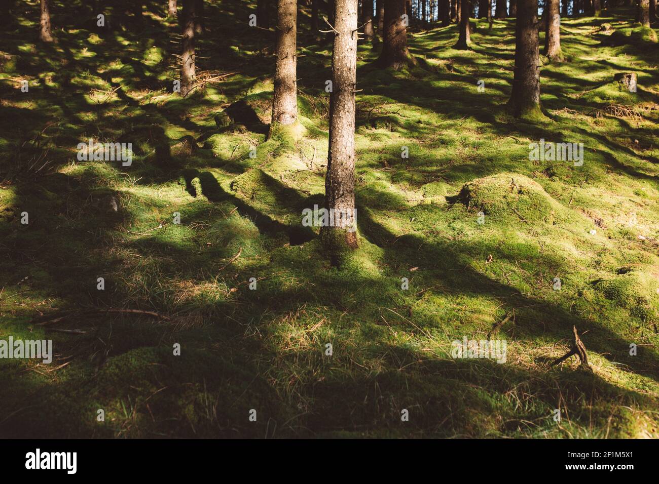Sonne scheint auf moosigen Waldboden Stockfoto