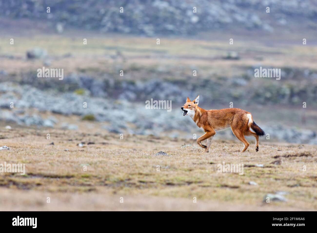 Äthiopischer Wolf ruft Stockfoto