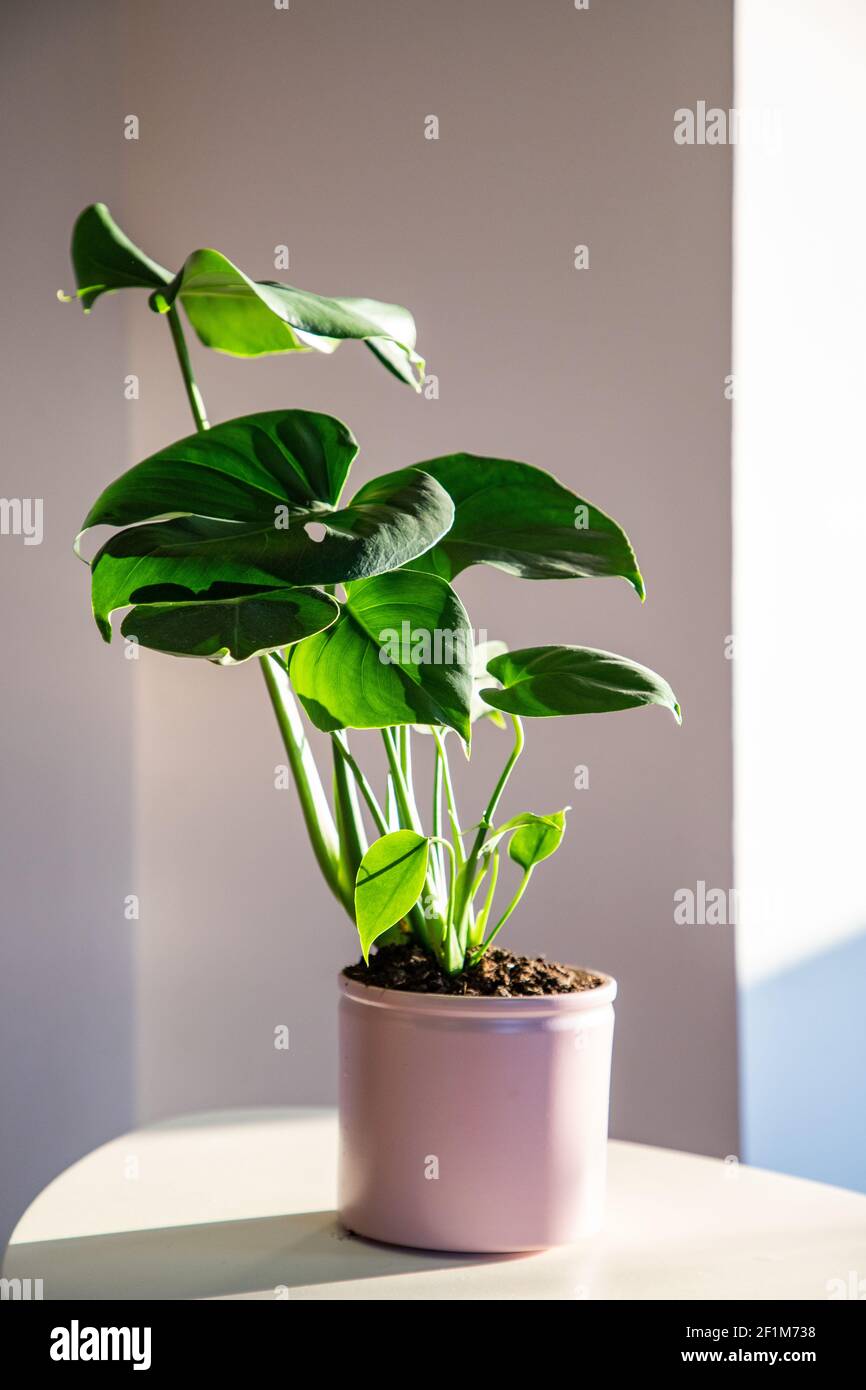 monstera oder Spaltblatt-Philodendron (Monstera deliciosa) In einem Topf  wachsende Zimmerpflanzen drinnen Stockfotografie - Alamy