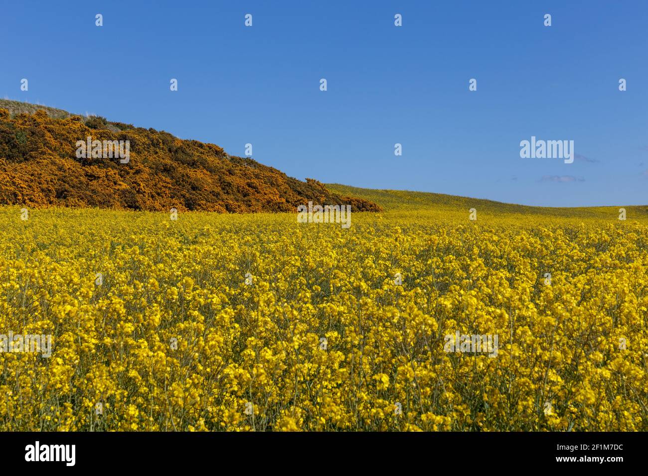 Gelbes Feld von Rapsblüten, St.Abbs, Schottland Stockfoto