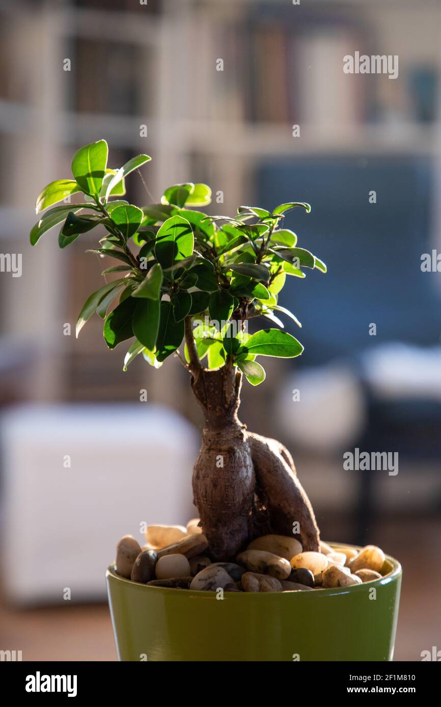 Japanische zimmerpflanzen -Fotos und -Bildmaterial in hoher Auflsung   Alamy