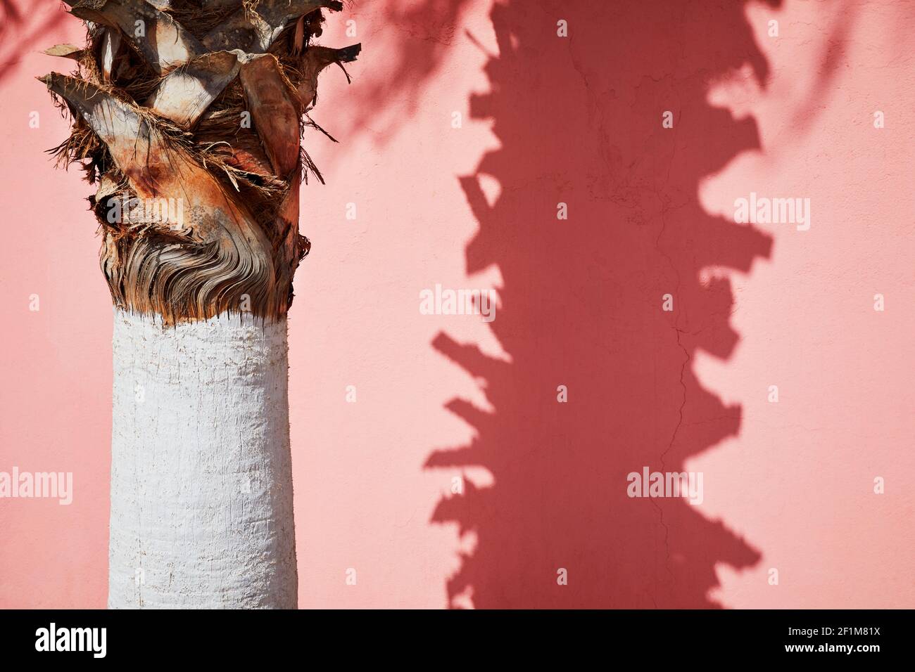 Palmenstamm mit seinem Schatten Stockfoto