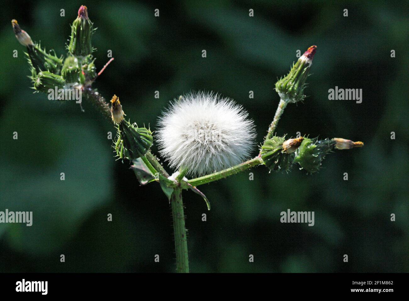 Hedypnois rhagadioloides Stockfoto