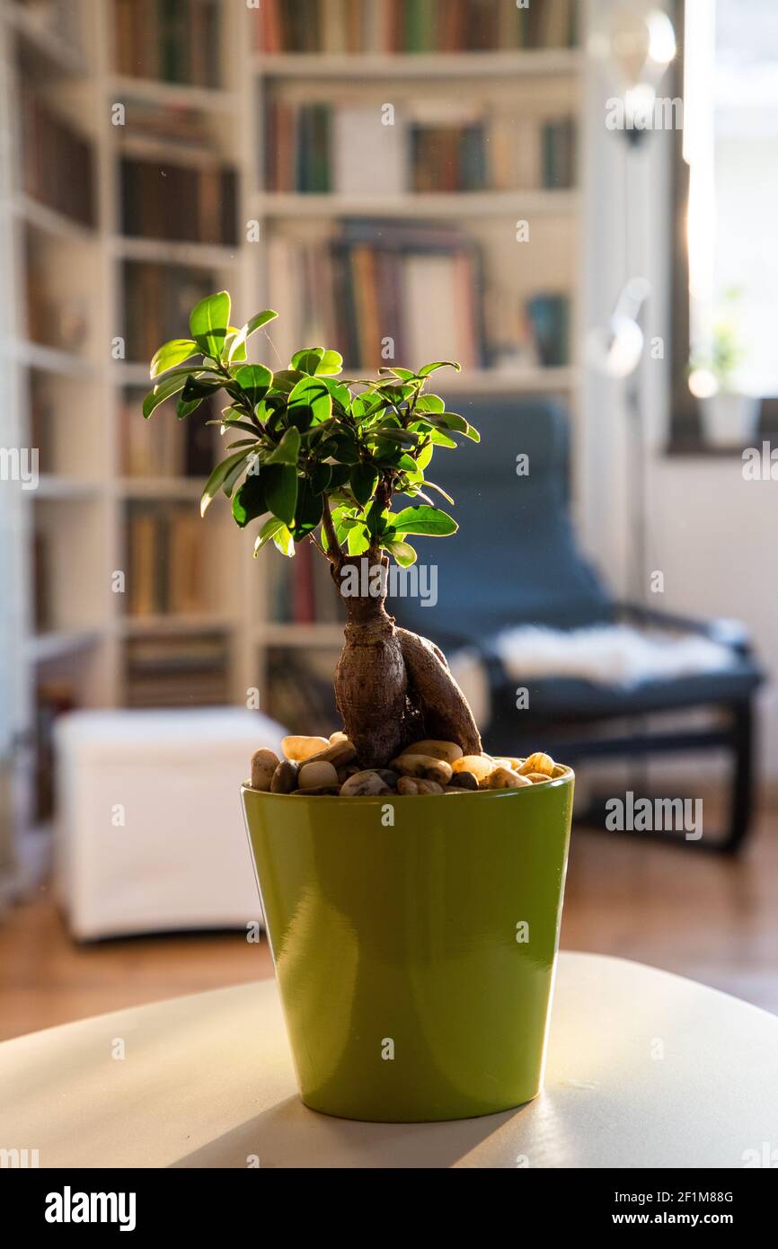 japanische zimmerpflanzen kaufen Japanischer Ahorn 'Shaina' - Acer palmatum shaina