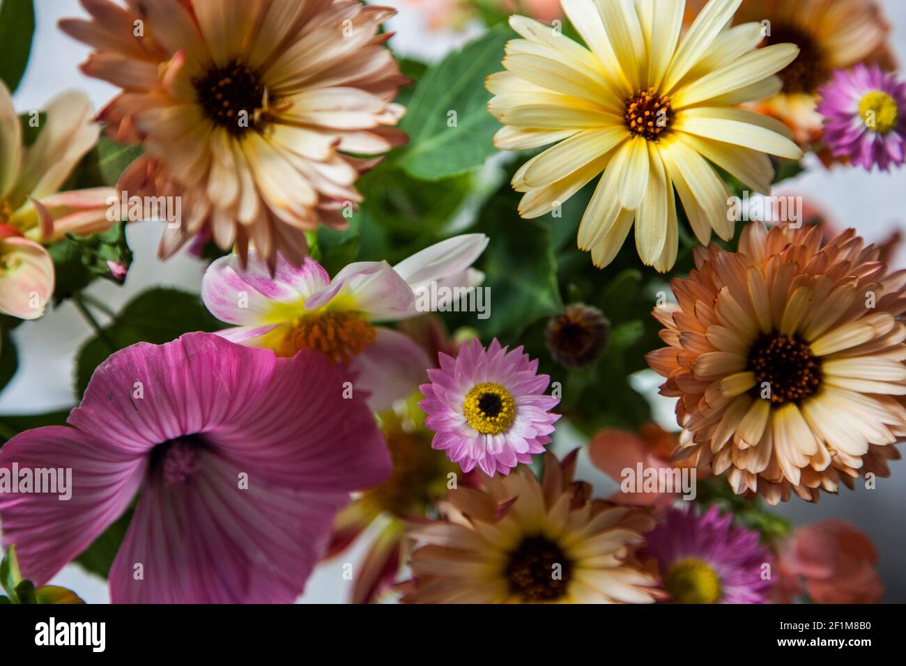 Bunte Gänseblümchen Blumen Stockfoto