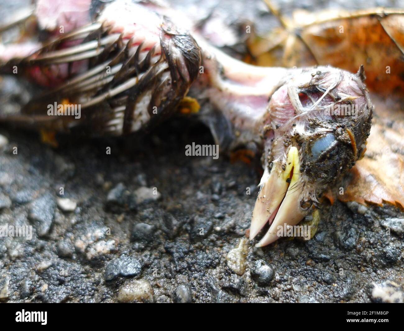 Junger toter Vogel auf dem Boden aus der Nähe Stockfoto
