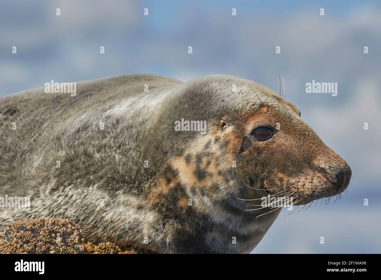 Ein atlantisches Grausiegel, Halichoerus grypus, auf Longstone Island, den Farne Islands, bei Seahouses, Northumberland, Nordostengland, Großbritannien. Stockfoto