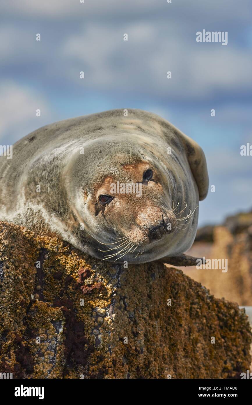 Ein atlantisches Grausiegel, Halichoerus grypus, auf Longstone Island, den Farne Islands, bei Seahouses, Northumberland, Nordostengland, Großbritannien. Stockfoto