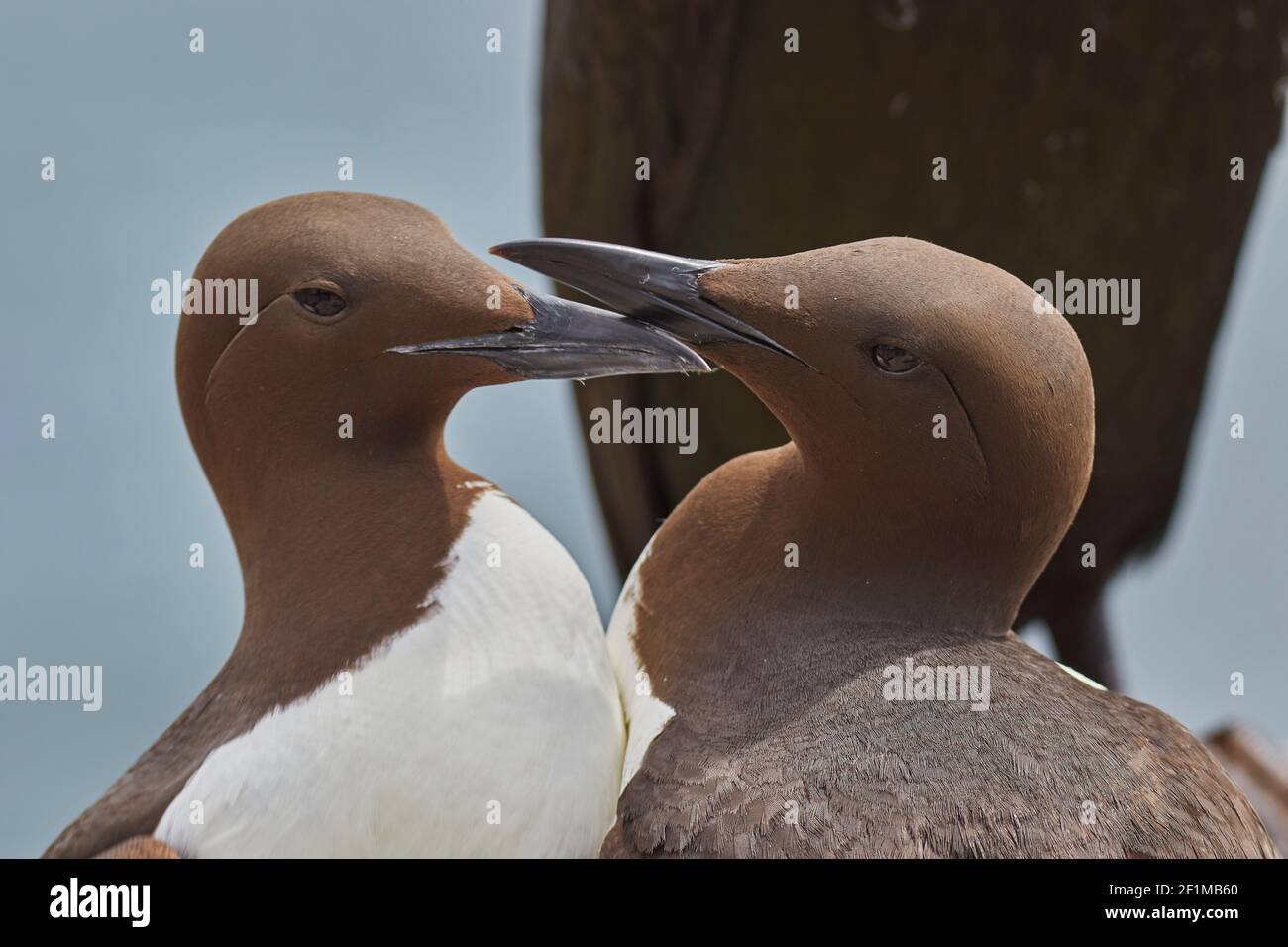 Ein Paar Guillemots, Uria aagle, grüßen sich gegenseitig, auf Inner Farne, auf den Farne-Inseln, Northumberland, Nordostengland, Großbritannien. Stockfoto