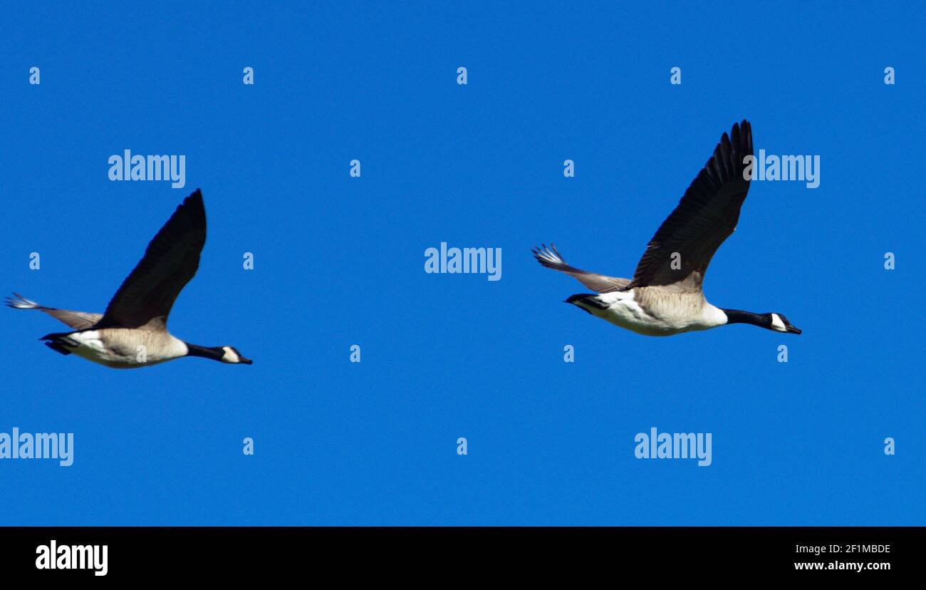Zwei Kanadagänse im Flug gegen einen strahlend blauen Himmel Stockfoto