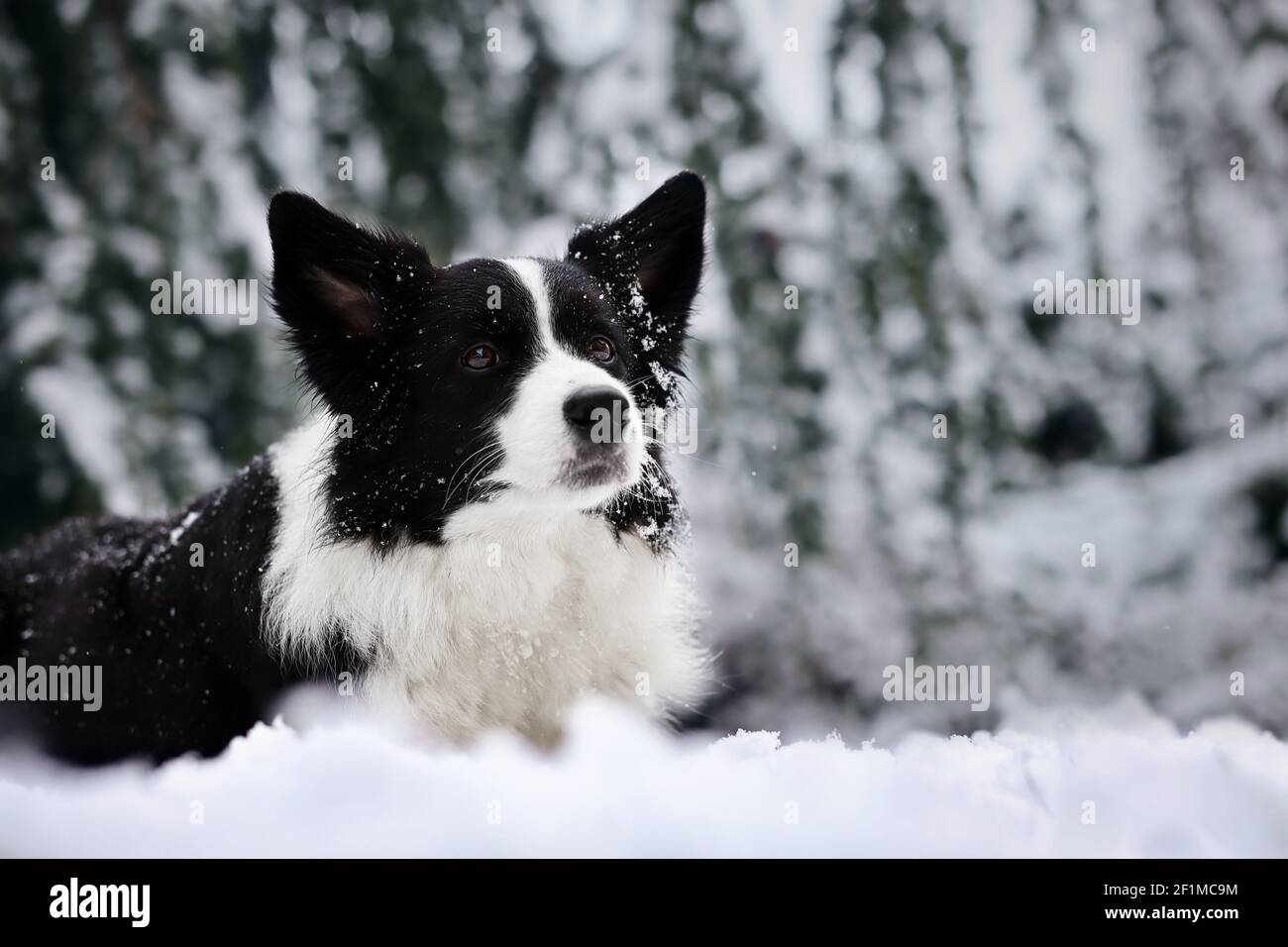 Liebenswert Border Collie liegt im Schnee im Winter. Cute schwarz und weiß Hund im verschneiten Garten. Stockfoto