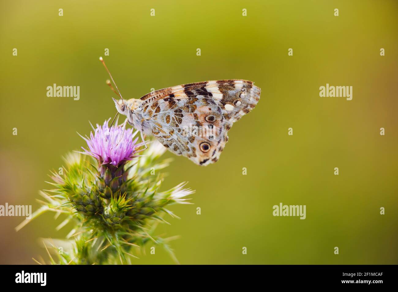 Ein Schmetterling der gemalten Dame, Vanessa cardui, auf einer Distel in Lindisfarne, Holy Island, Northumberland, Nordostengland, Großbritannien. Stockfoto