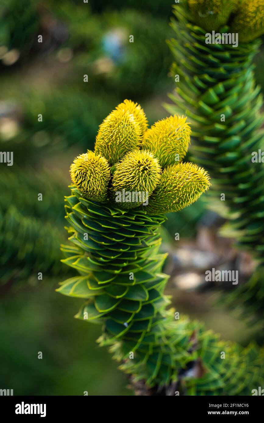 affe puzzle baum araucaria araucana immergruner baum heimische sudlichen chile westlichen argentinien widerstandsbarste arten nadelbaum grun stachel steif blatt stockfotografie alamy