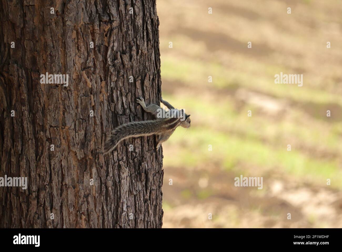 Das schwarz-braun gestreifte Eichhörnchen, das in Indien gefunden wird Sitzt auf dem Stamm des Baumes.Eichhörnchen auf dem Baum ruht Kofferraum Stockfoto