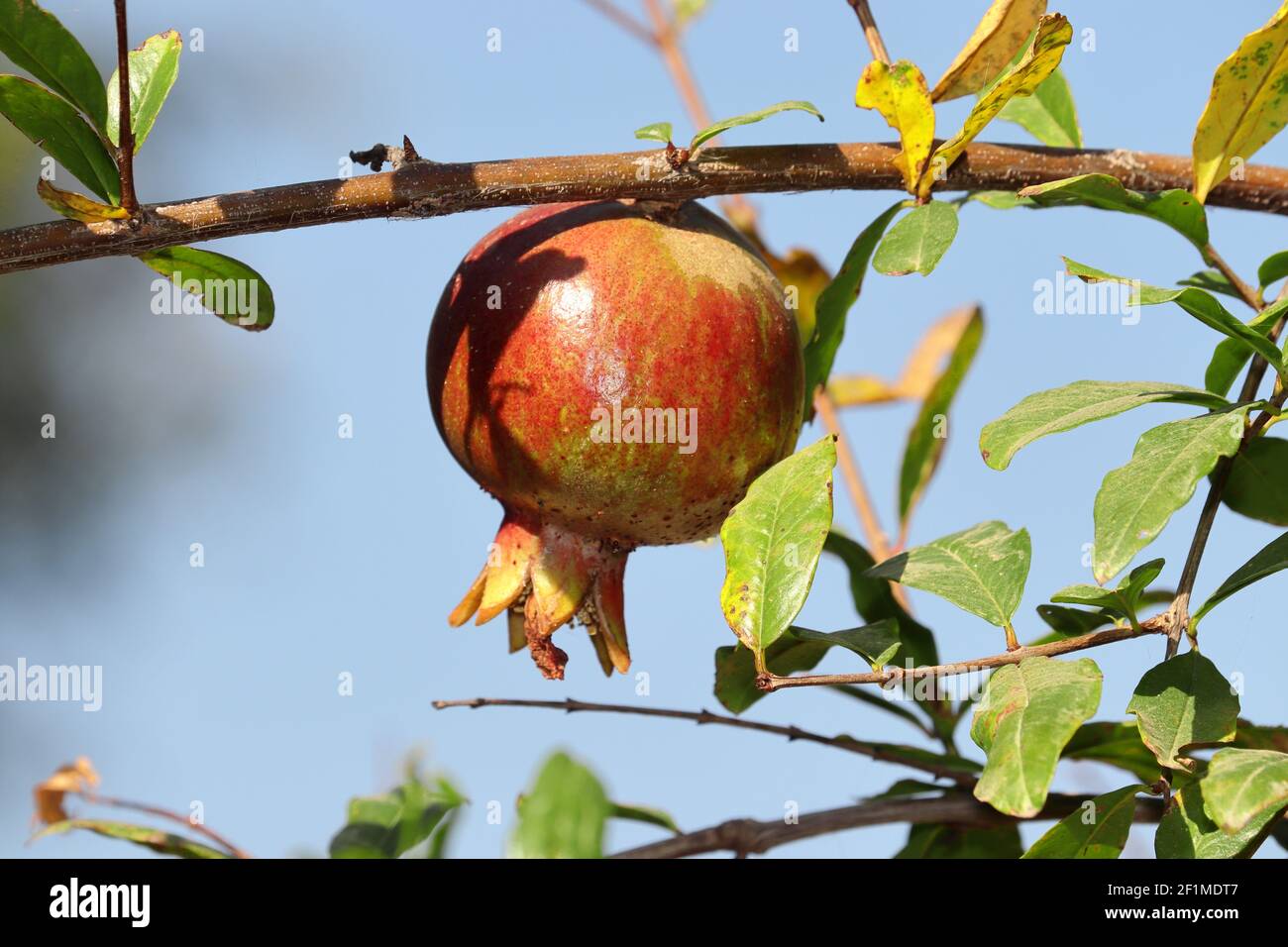 Wachsende rohe Granatapfel Frucht auf einer Granatapfel Pflanze in einem Obstgarten, indien. Konzept Advanced Granatapfel Gartenbau, Produktion von frischen und Org Stockfoto