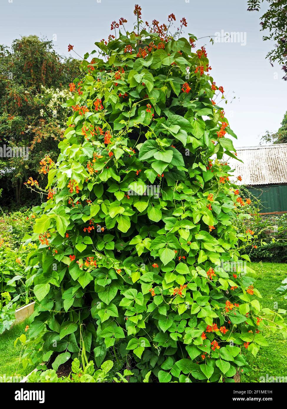 Runner Bohnenpflanzen mit roten Blüten, Sorte Firestorm, wächst auf einer Wigwam-Unterstützung in einem Hochbett in einem Küchengarten Stockfoto