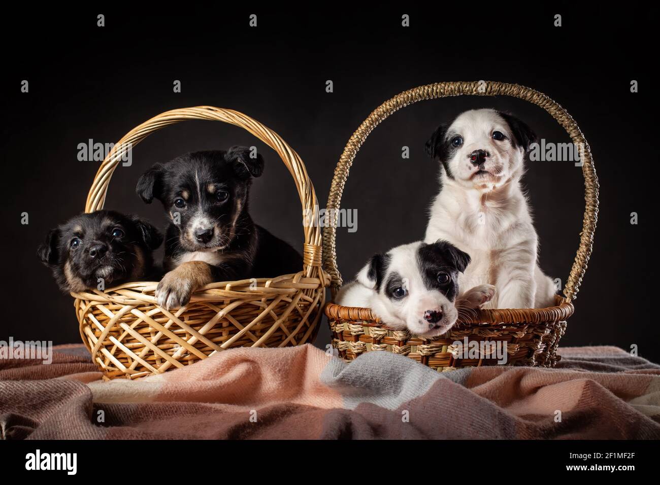 Vier kleine Welpen von Mongrel Hunde schwarz und weiß Farbe sitzt in zwei großen Körben auf schwarzem Hintergrund Stockfoto