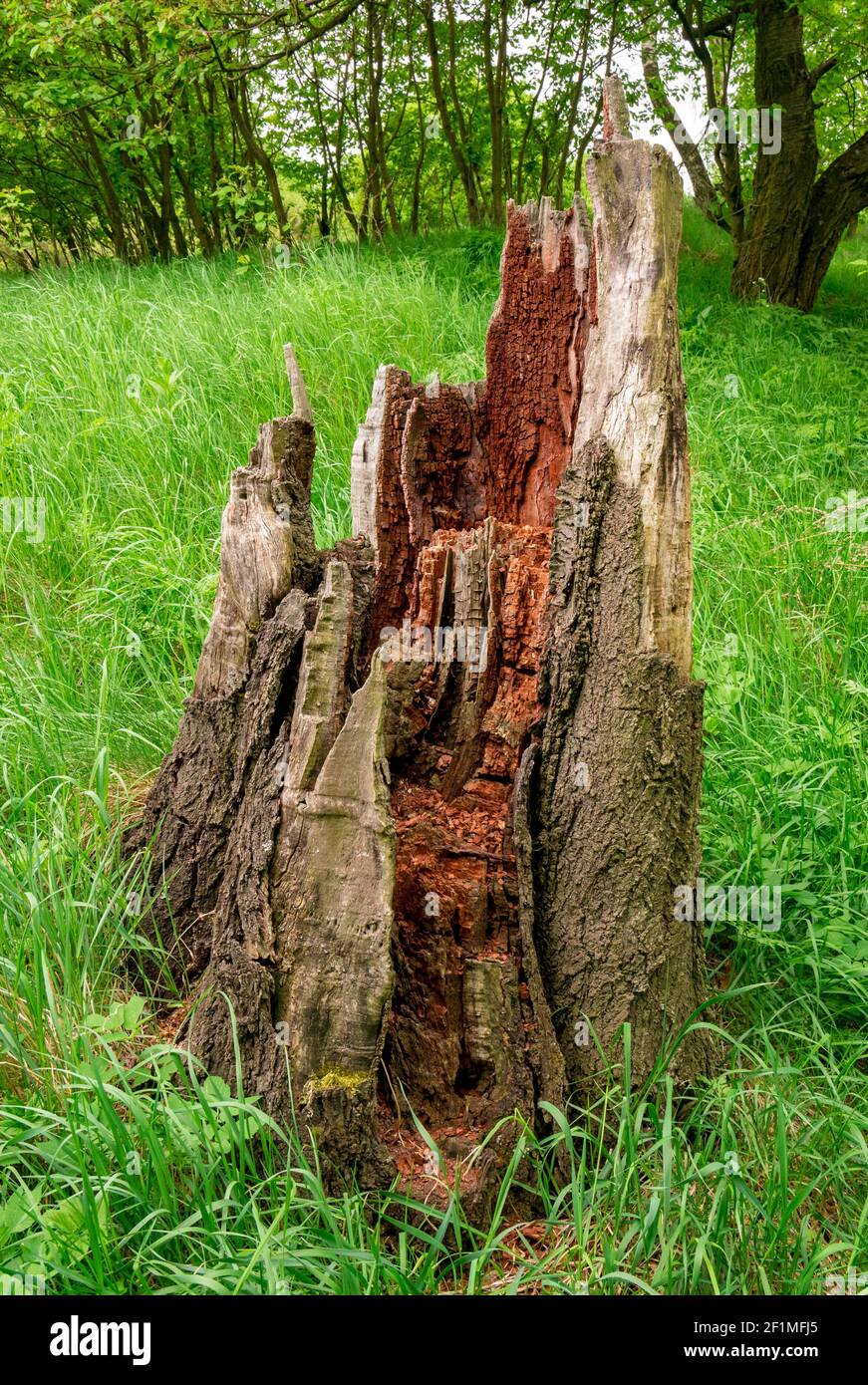 Alte zerbröckelnde und rissige Stumpf Stockfoto