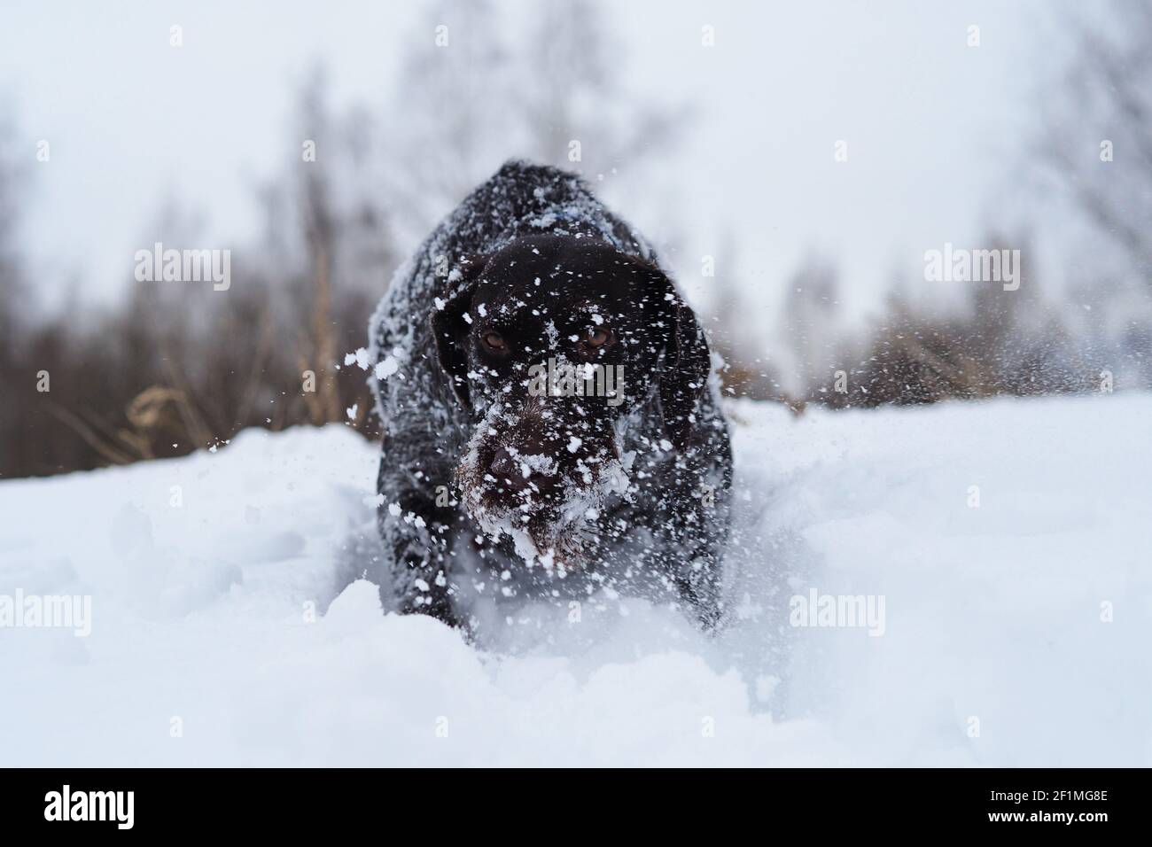 Jagdhund im Winter auf dem Feld. Deutsche Drahthaar auf einer Winterjagd. Stockfoto