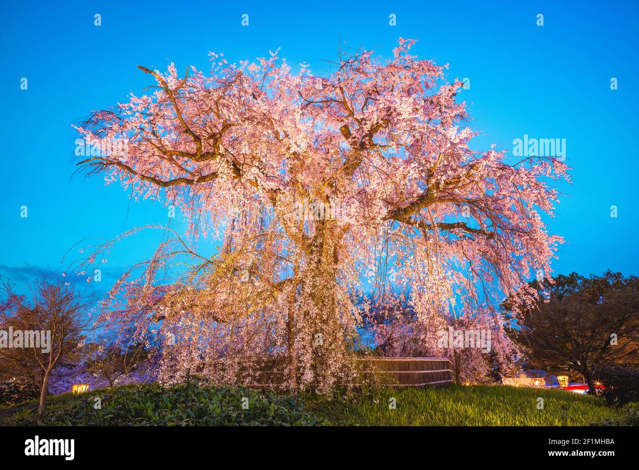 Weinender Kirschbaum im Maruyama Park, Kyoto, Japan bei Nacht Stockfoto