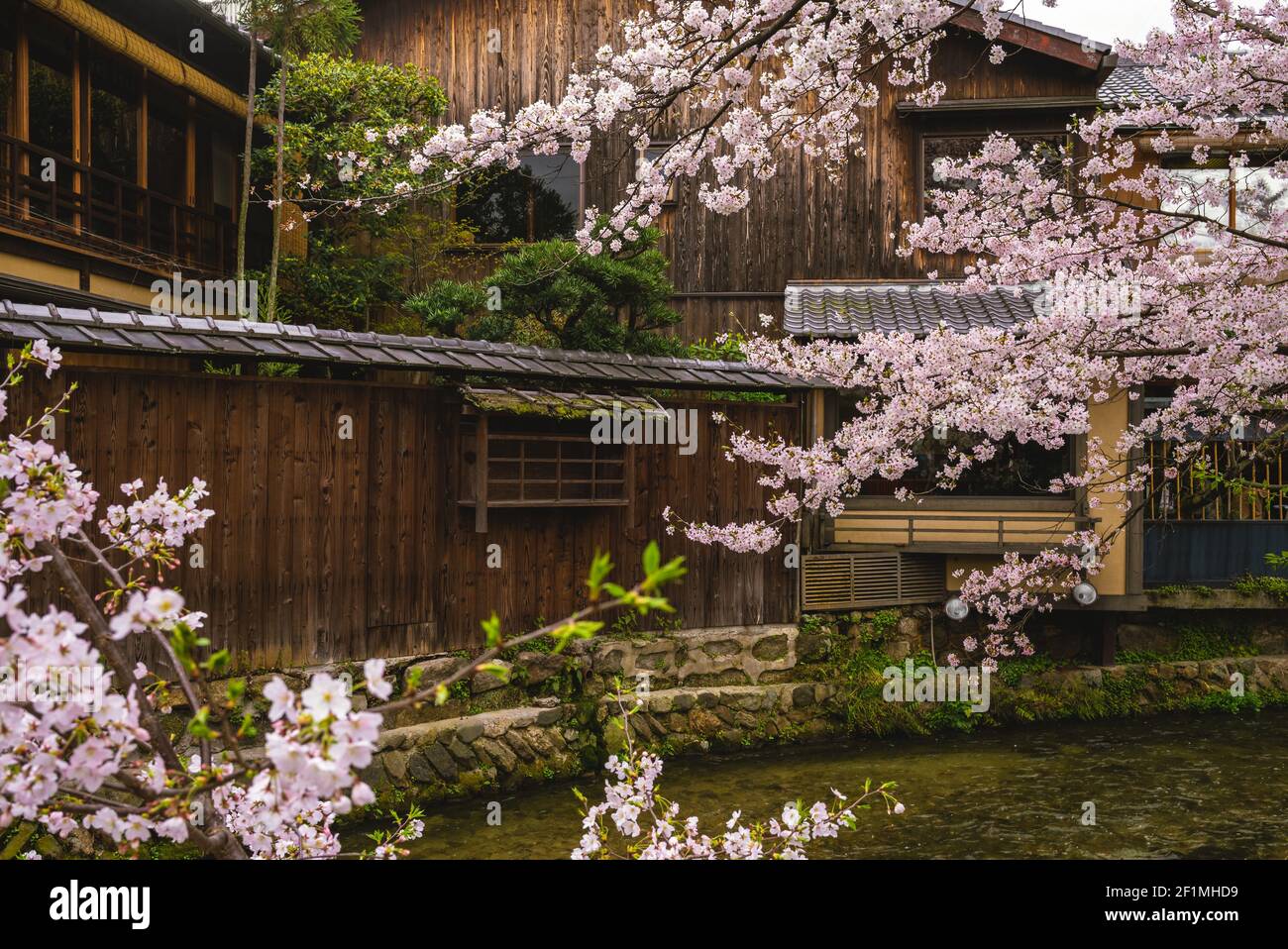 Kirschblüte am Shirakawa Fluss in Gion, kyoto, japan Stockfoto