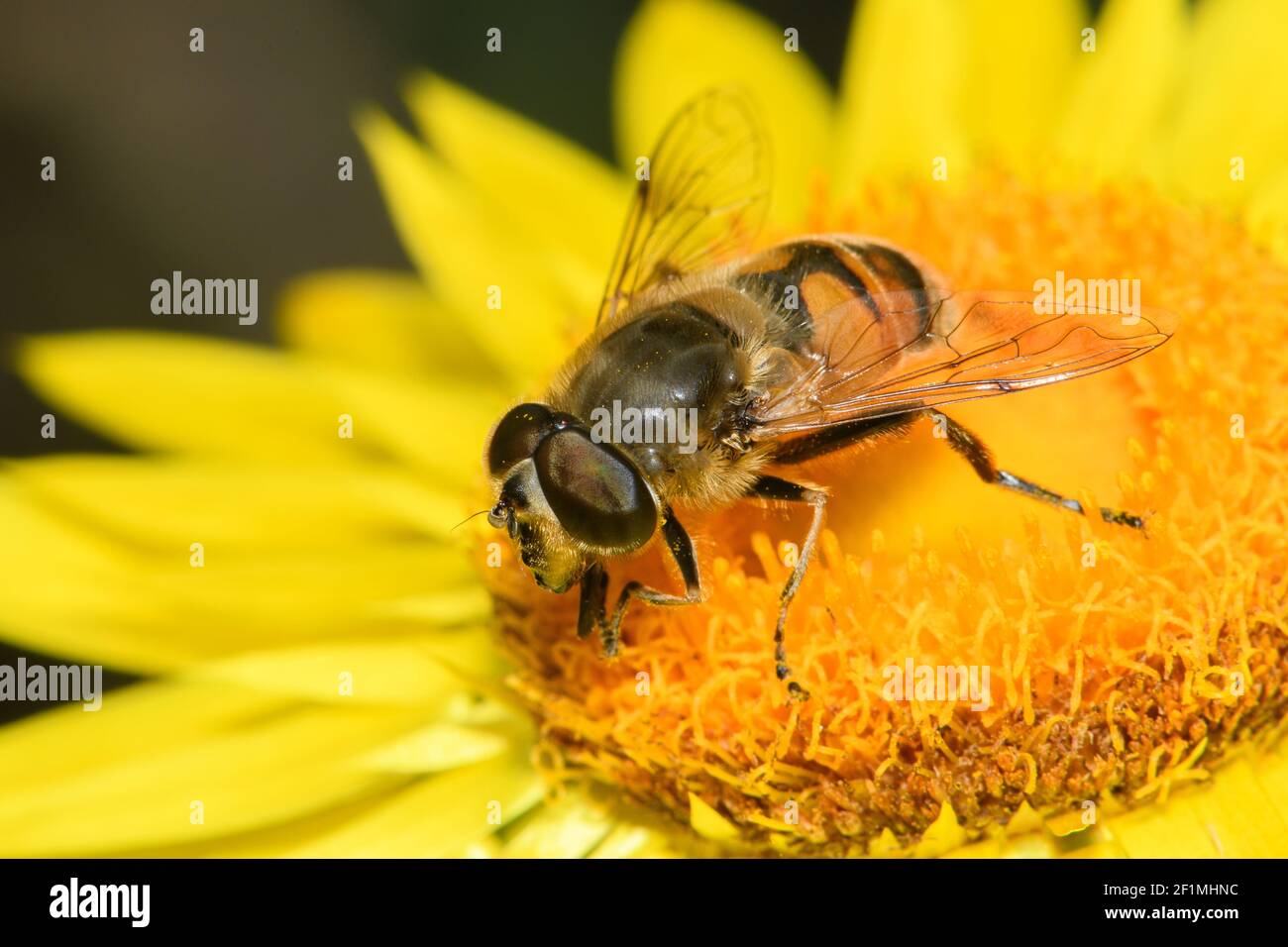 Gewöhnliche Drohne fliegen auf Erdbeerblüten. Stockfoto