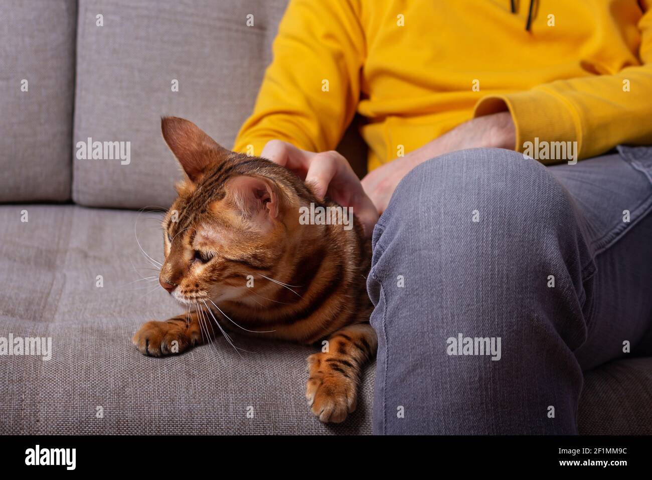Unkennbarer kaukasischer junger Mann, der mit seiner bengalischen Katze auf der Couch sitzt. Gelbe und graue Farben in den Chlothes. Erstaunliche gefleckte Katze mit geliebten Besitzer. Stockfoto