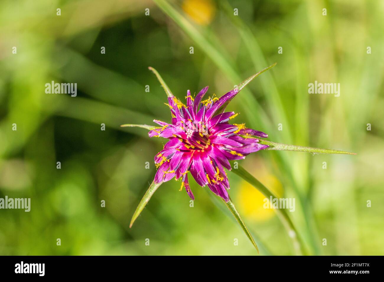 Tragopogon porrifolius, Jerusalem Stern Pflanze in Blume Stockfoto