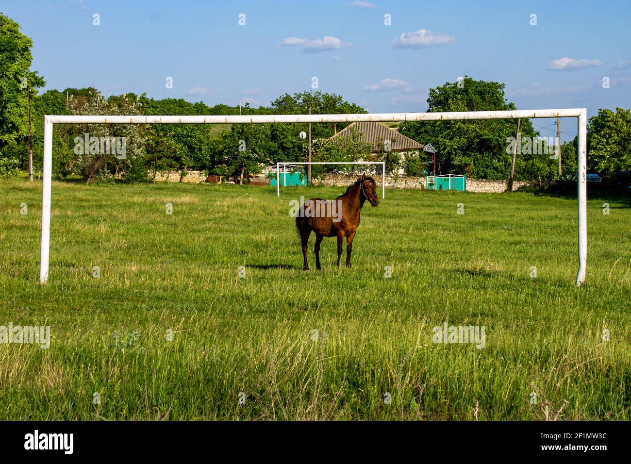 Auf einem Fußballplatz, in der Mitte des Tores ist das Pferd. Das grüne Gras und das Dorf geben dem Bild eine besondere Atmosphäre Stockfoto