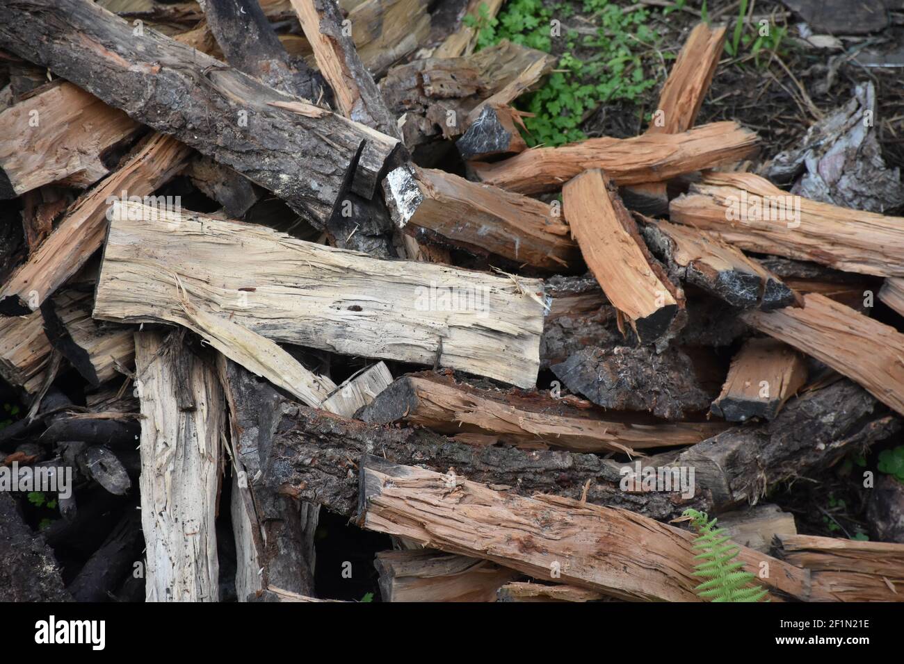 Wald fällte Log Stockfoto