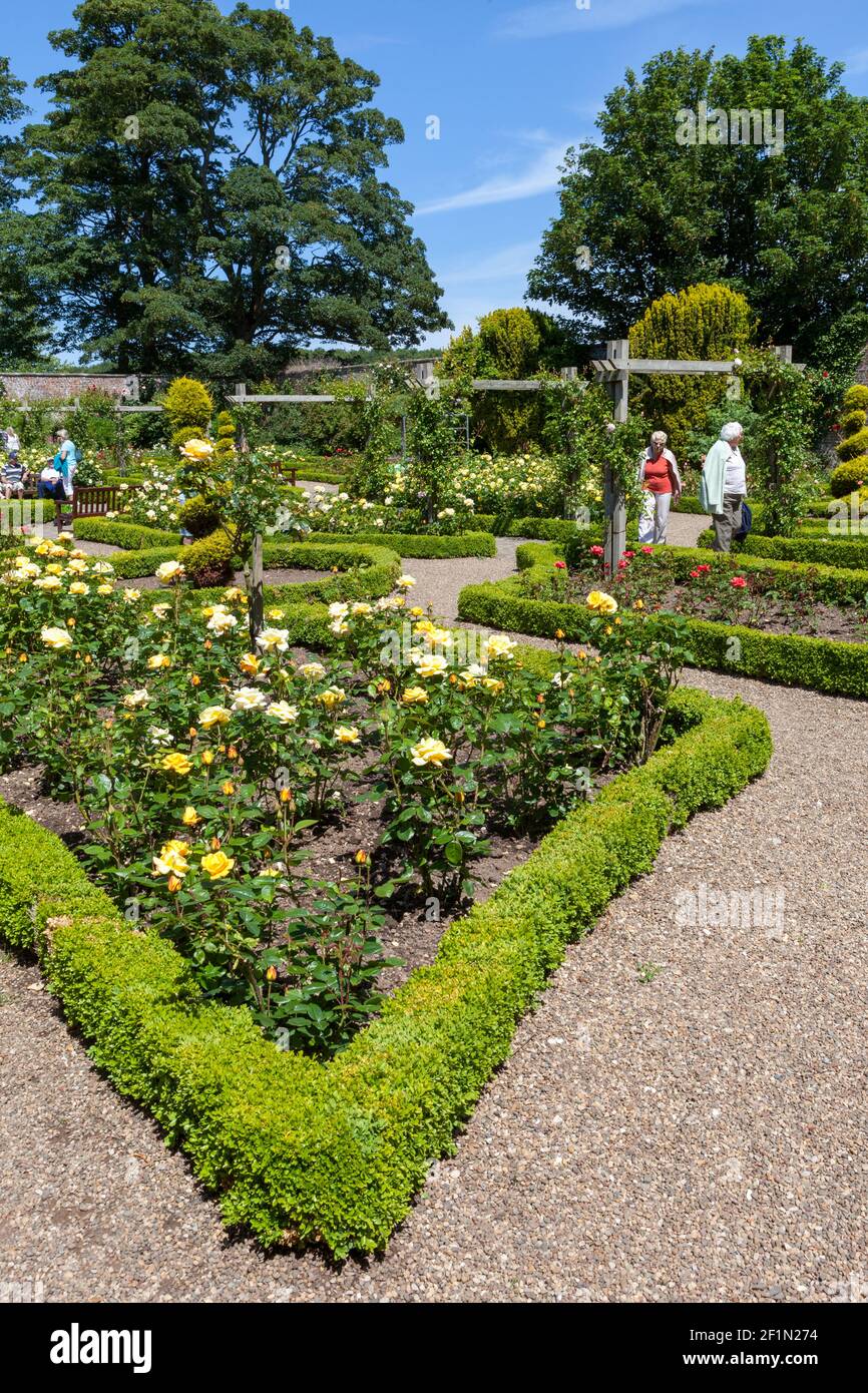 Der Rosengarten in Sewerby Gardens in der Nähe von Bridlington im Osten Yorkshire Stockfoto